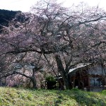 南明寺の糸桜