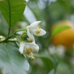 夏みかんの花