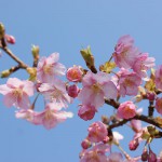 河津桜と青空