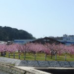 河津桜と親水公園